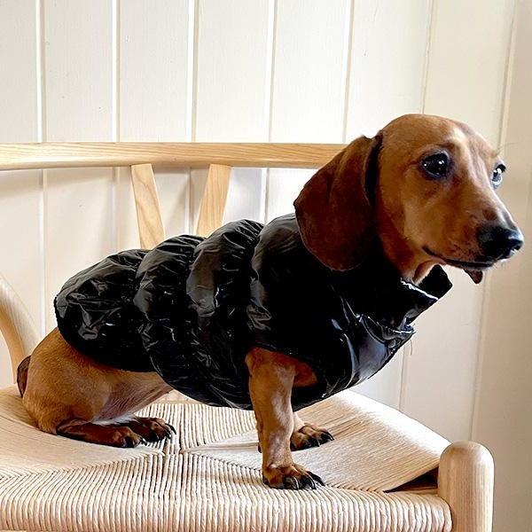Shiny Puffer Puffy Jacket For Dogs Canada Pooch Black Shiny Puffer